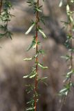 Salix wilhelmsiana. Свисающая веточка с распускающимися соцветиями. Южный Казахстан, левый берег Сыр-Дарьи в 10 км выше Сюткента. 29.04.2015.