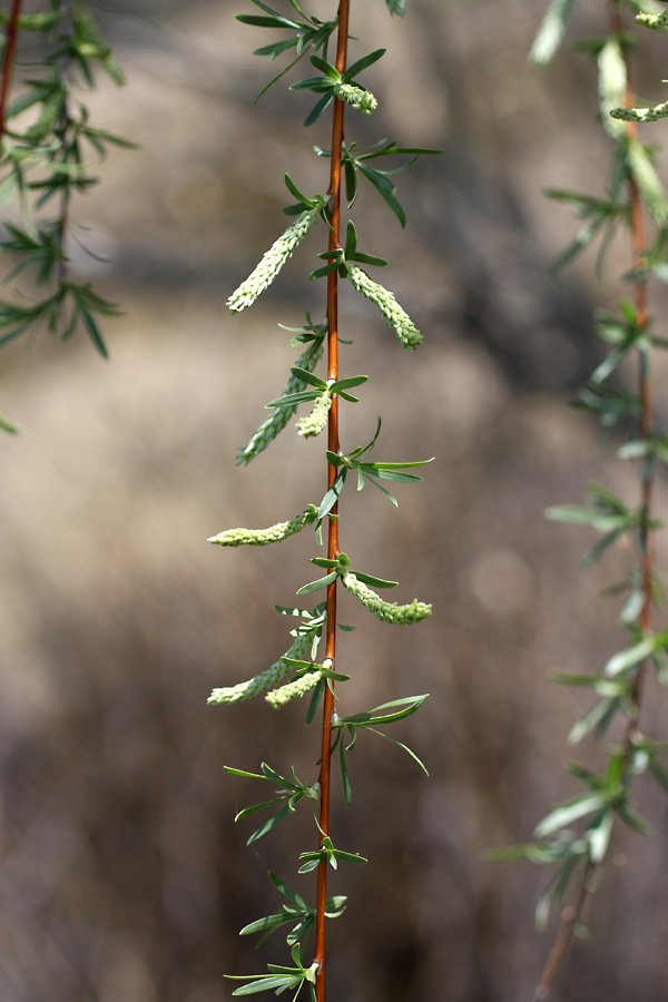 Изображение особи Salix wilhelmsiana.