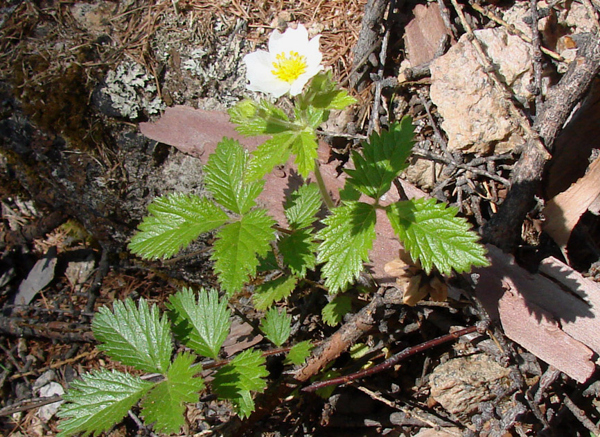 Image of Potentilla inquinans specimen.