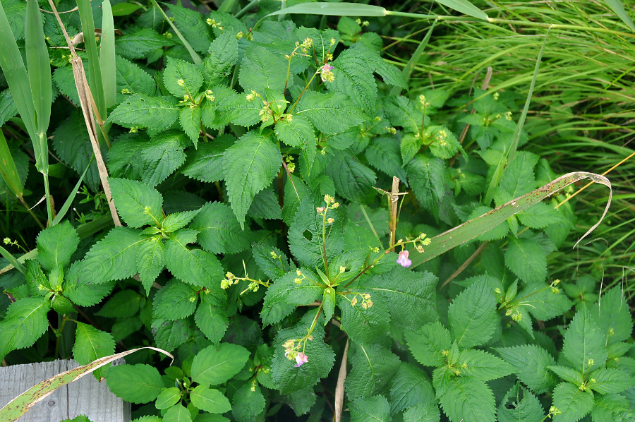 Image of Impatiens furcillata specimen.