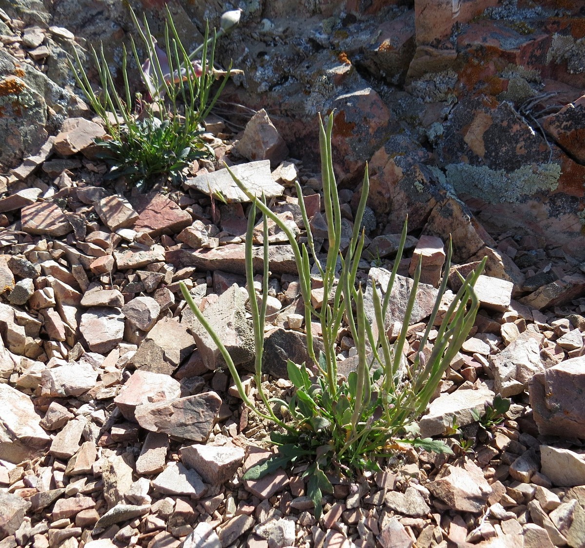 Image of Parrya longicarpa specimen.