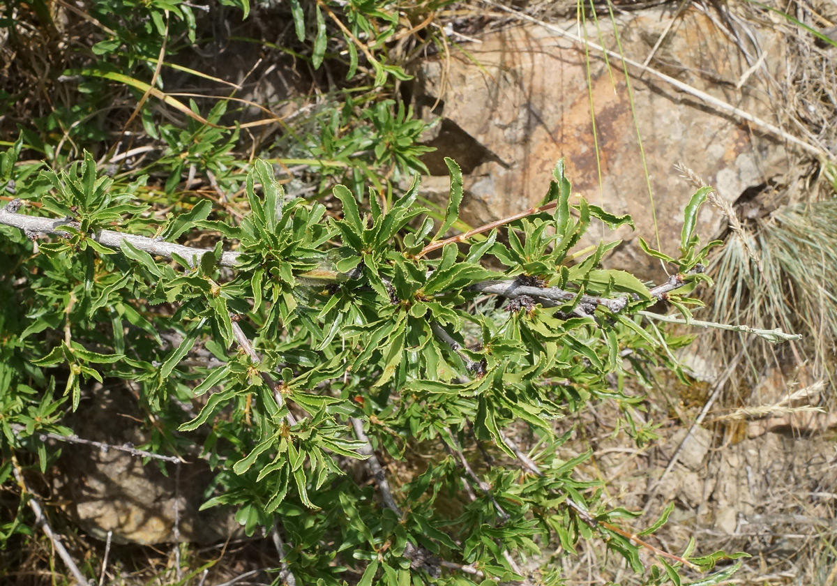 Image of Cerasus tianshanica specimen.