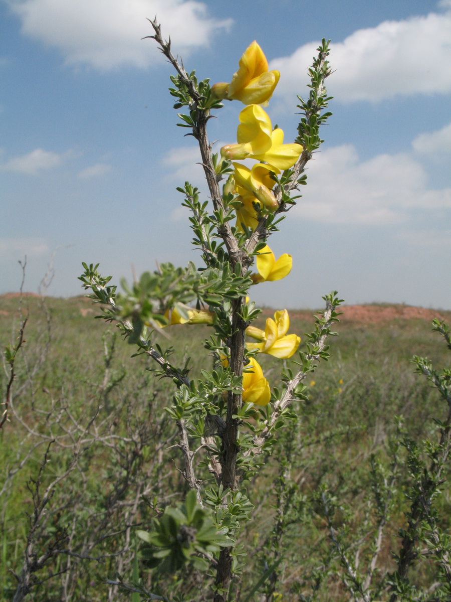 Image of Caragana balchaschensis specimen.