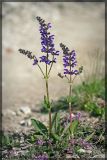 Salvia pratensis. Цветущее растение. Чешская респ., Южная Моравия, национальный природный резерват Děvín-Kotel-Soutěska, 02.05.2008.