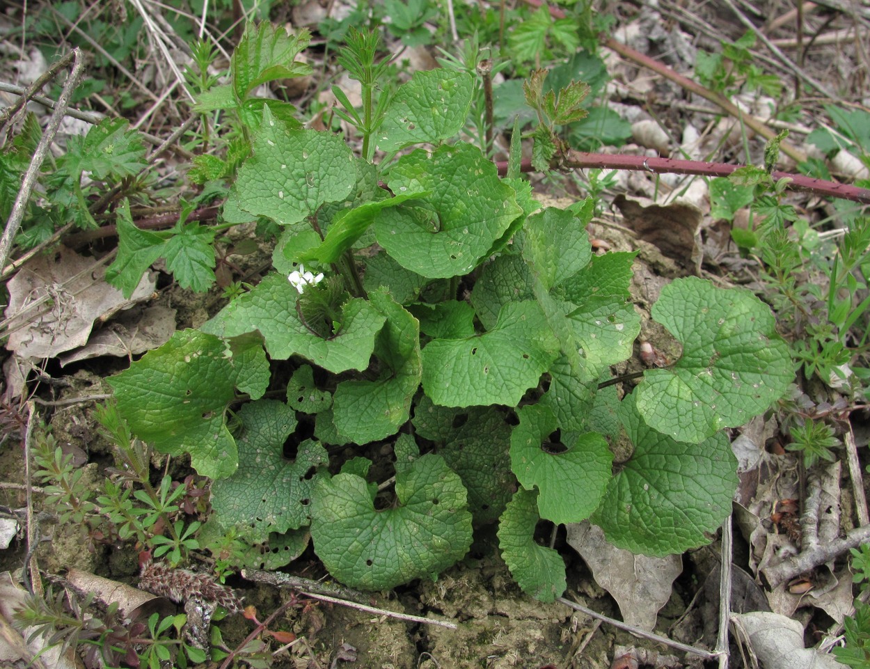 Изображение особи Alliaria petiolata.