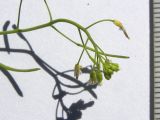 Arabidopsis thaliana