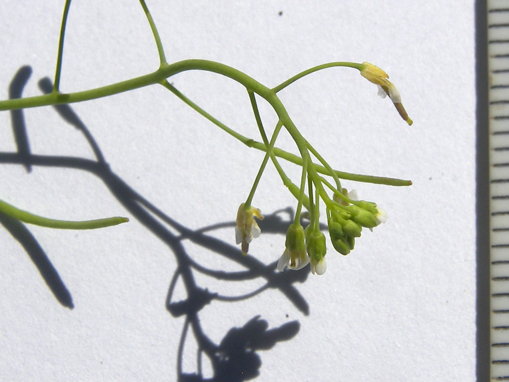 Image of Arabidopsis thaliana specimen.