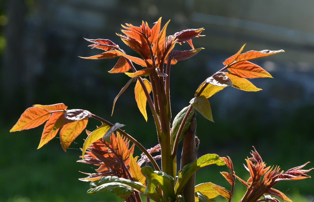 Изображение особи Ailanthus altissima.