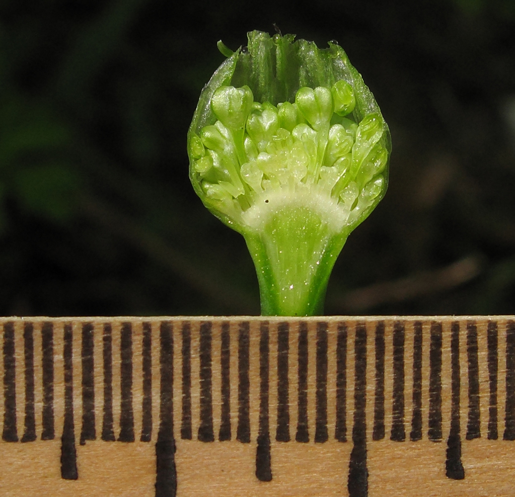 Image of Allium decipiens specimen.