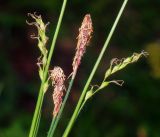 Carex pilosa. Мужские и женские соцветия. Московская обл., Раменский р-н, окр. ж.-д. платформы Хрипань, смешанный лес у ЛЭП. 18.05.2016.