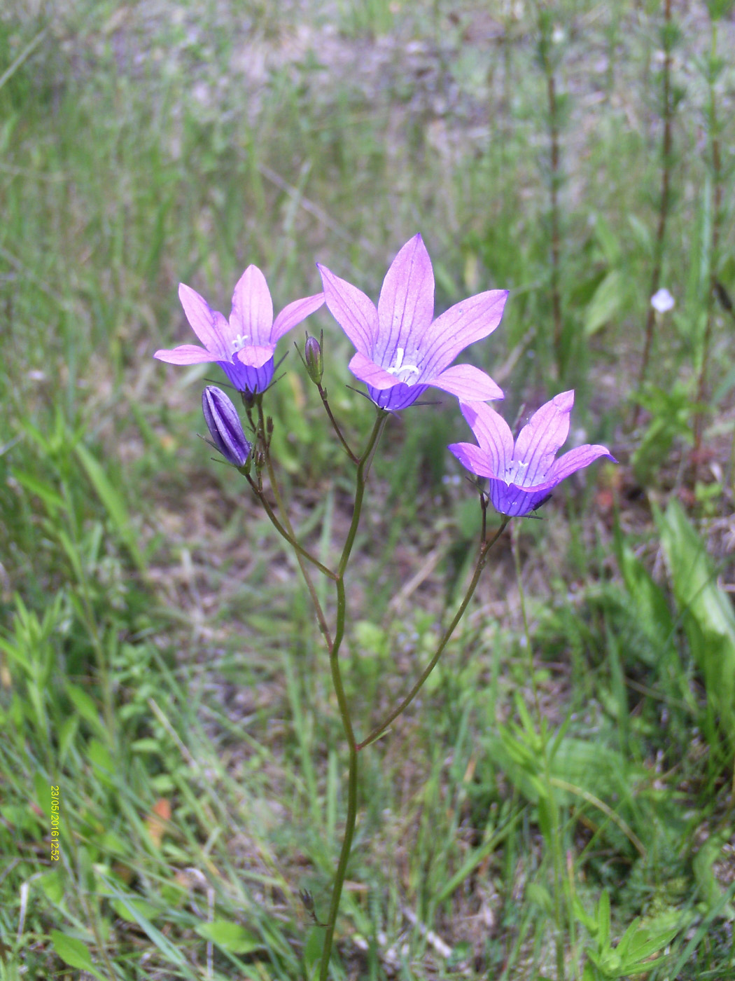 Image of Campanula patula specimen.