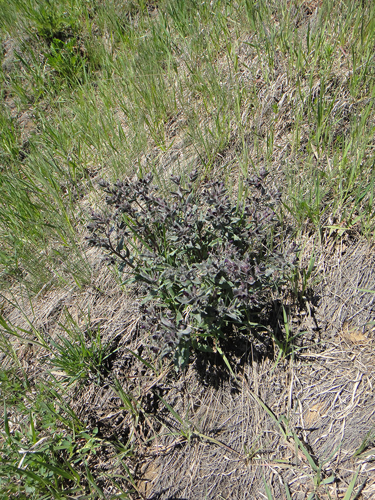 Image of Nonea rossica specimen.