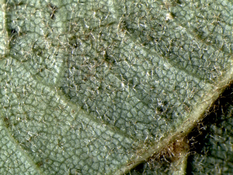 Image of Tilia amurensis specimen.