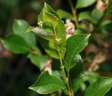 Salix starkeana. Листья на верхушке побега. Московская обл., Раменский р-н, окр. ж.-д. платформы Хрипань, просека под ЛЭП. 08.06.2016.