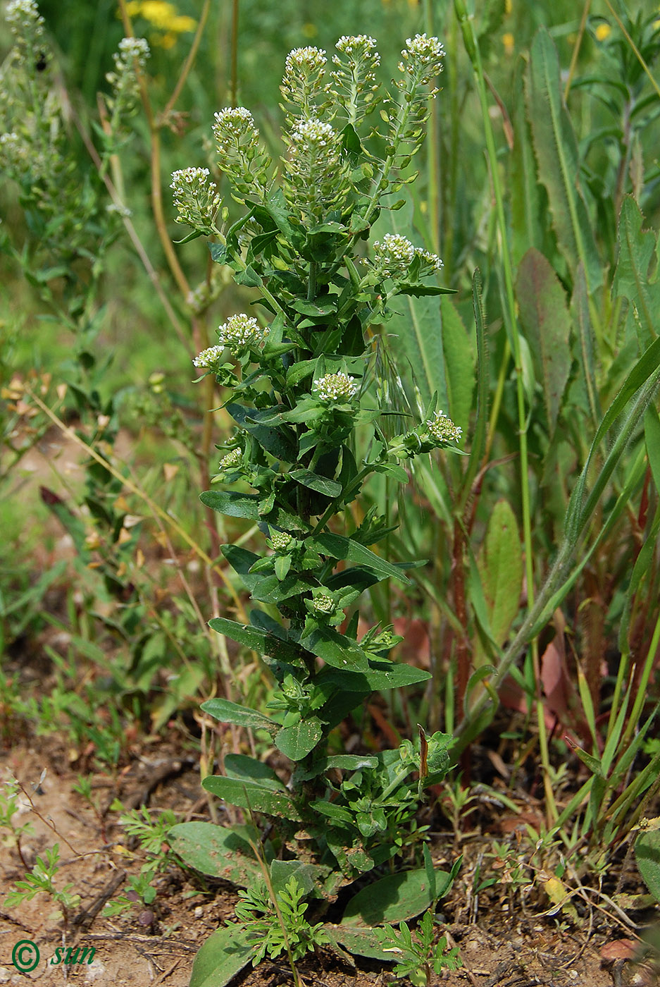 Изображение особи Lepidium campestre.