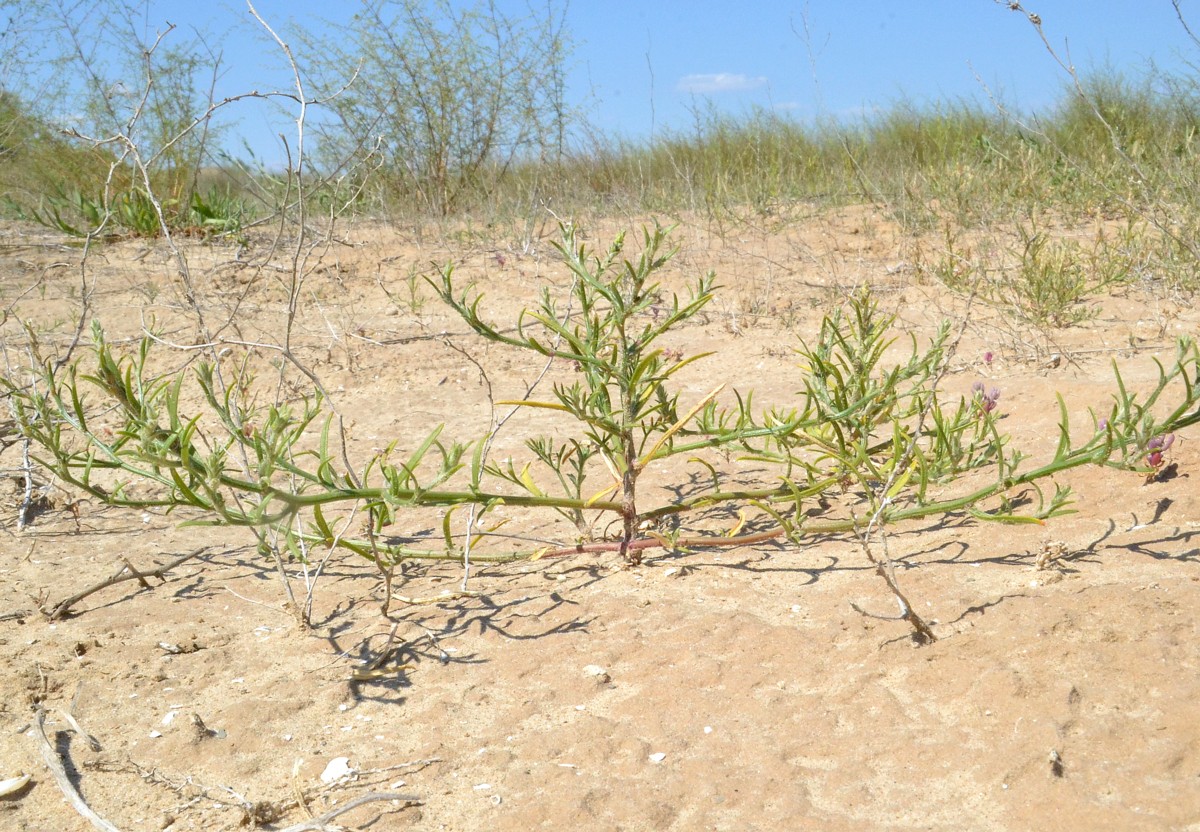 Изображение особи Corispermum hyssopifolium.