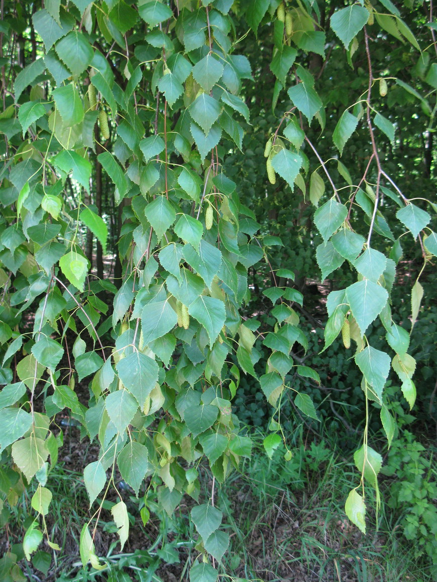 Изображение особи Betula pendula.