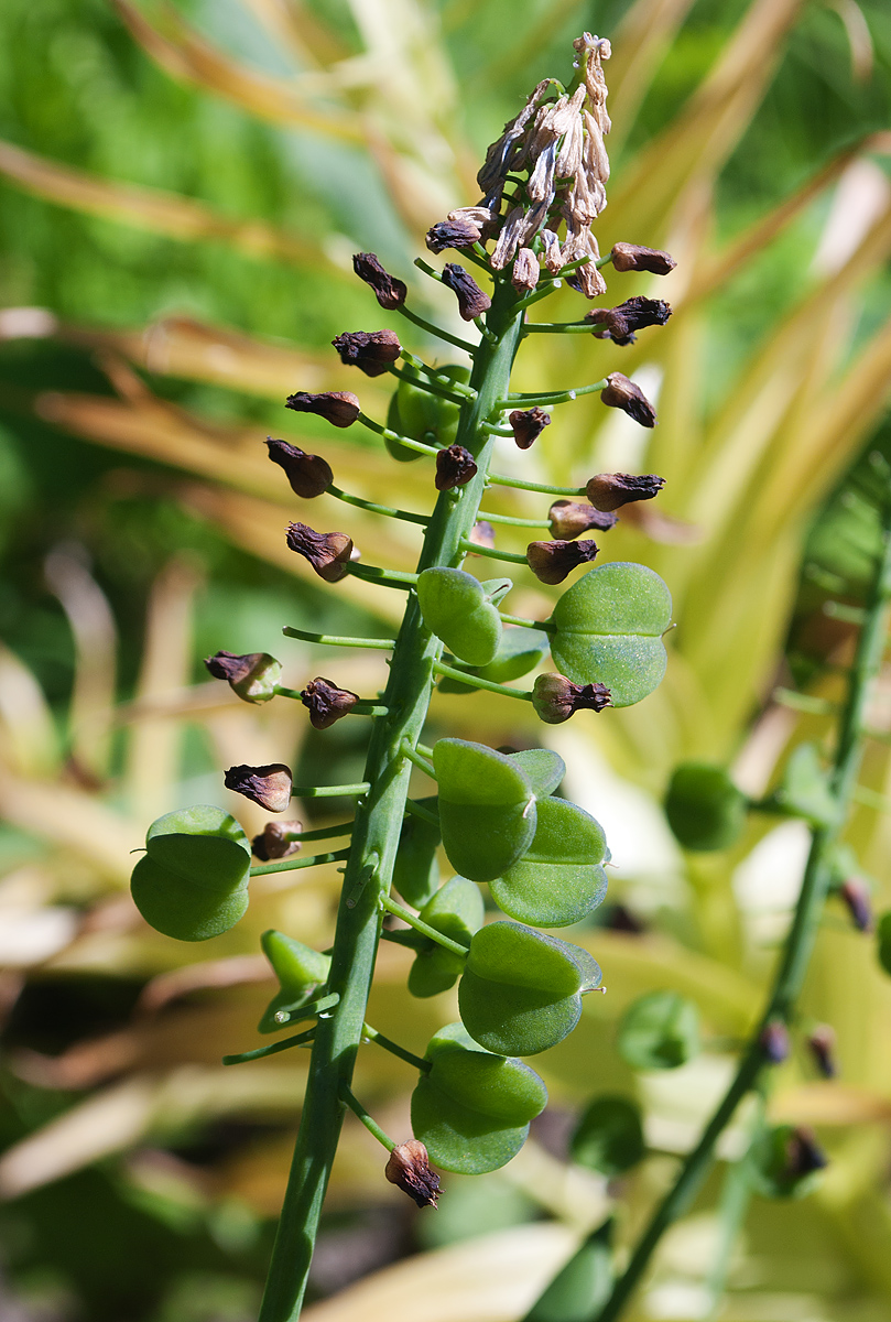 Image of Muscari latifolium specimen.