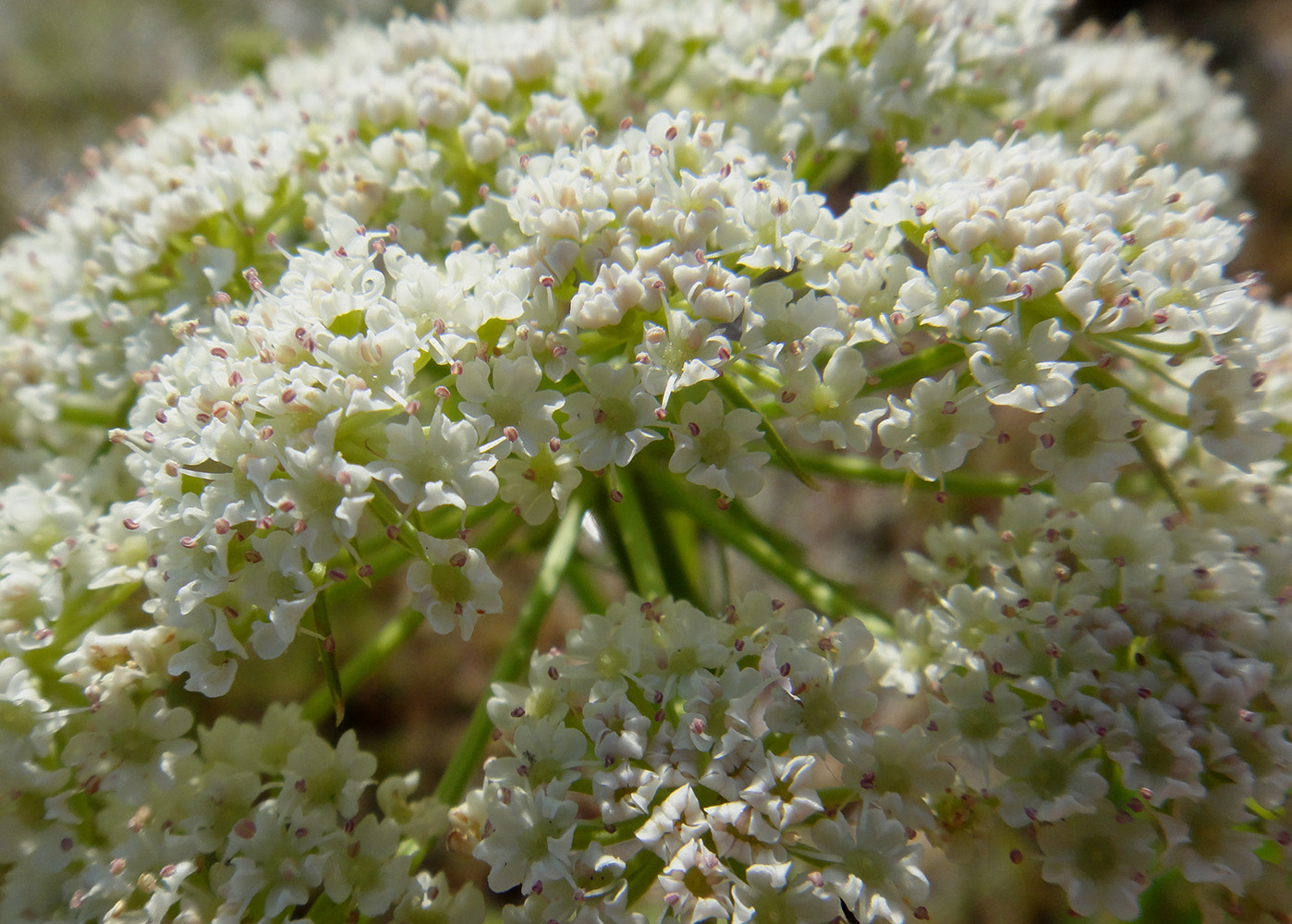 Image of Sium suave specimen.