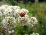 Angelica sylvestris