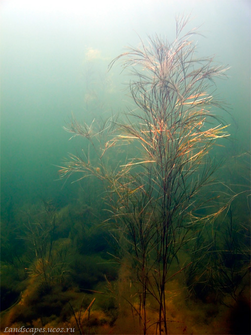 Изображение особи Potamogeton pectinatus.