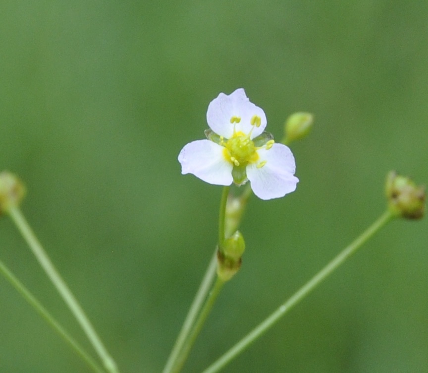 Image of Alisma gramineum specimen.