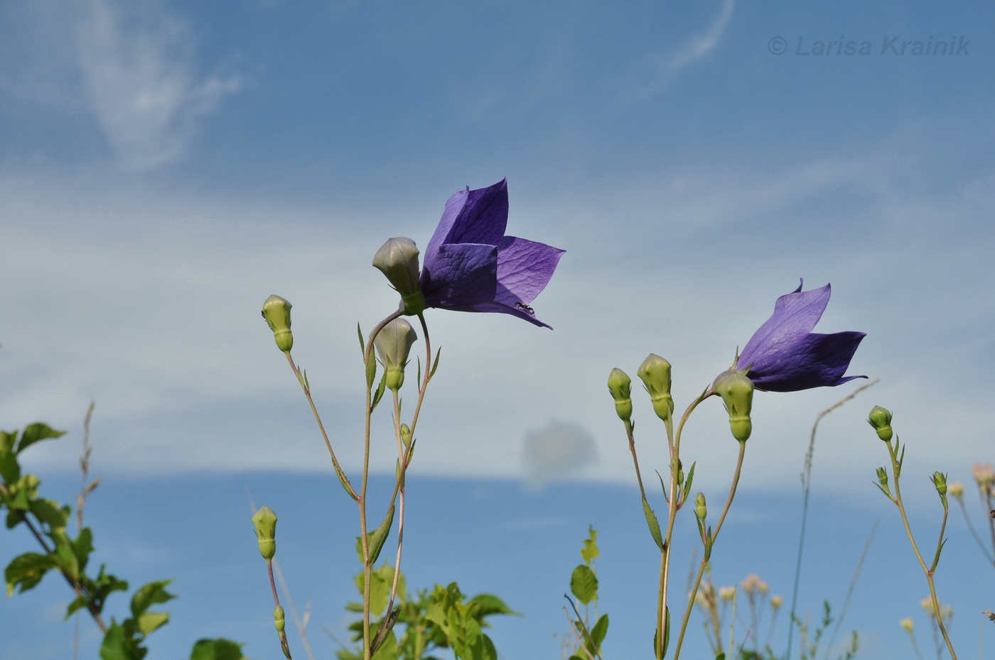 Изображение особи Platycodon grandiflorus.