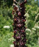 Veratrum nigrum