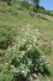 Astragalus eximius