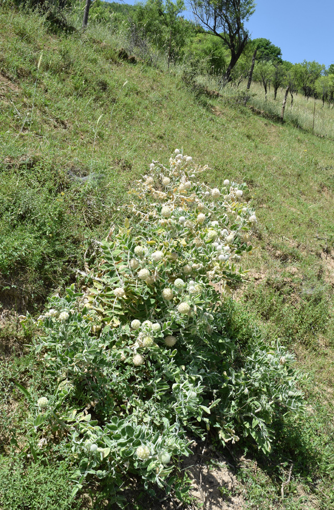 Image of Astragalus eximius specimen.