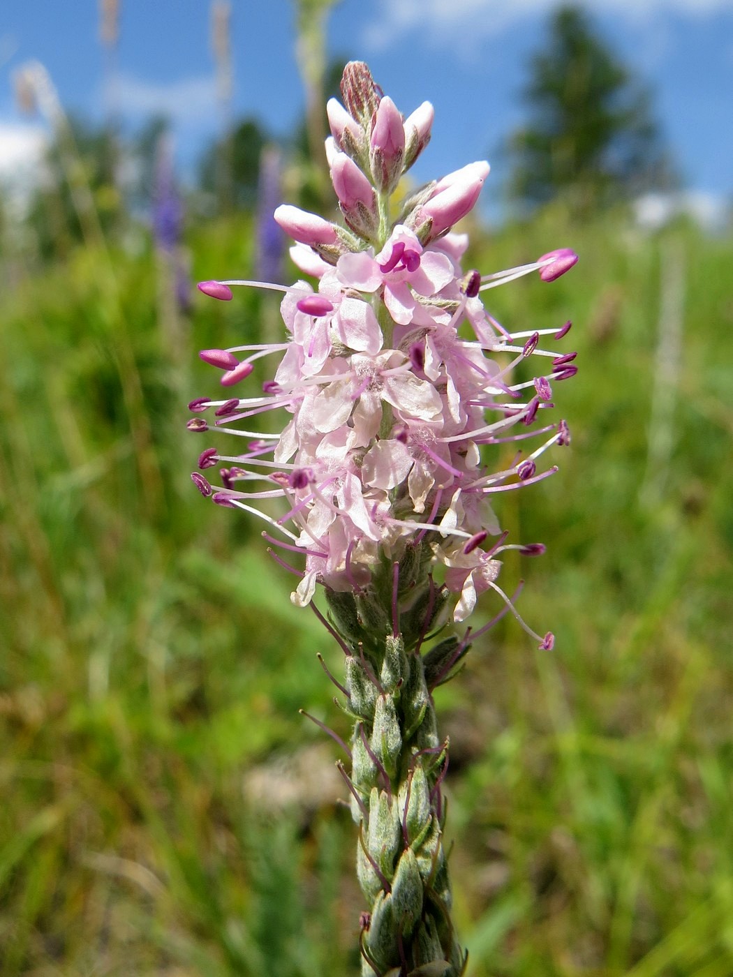 Image of Veronica incana specimen.