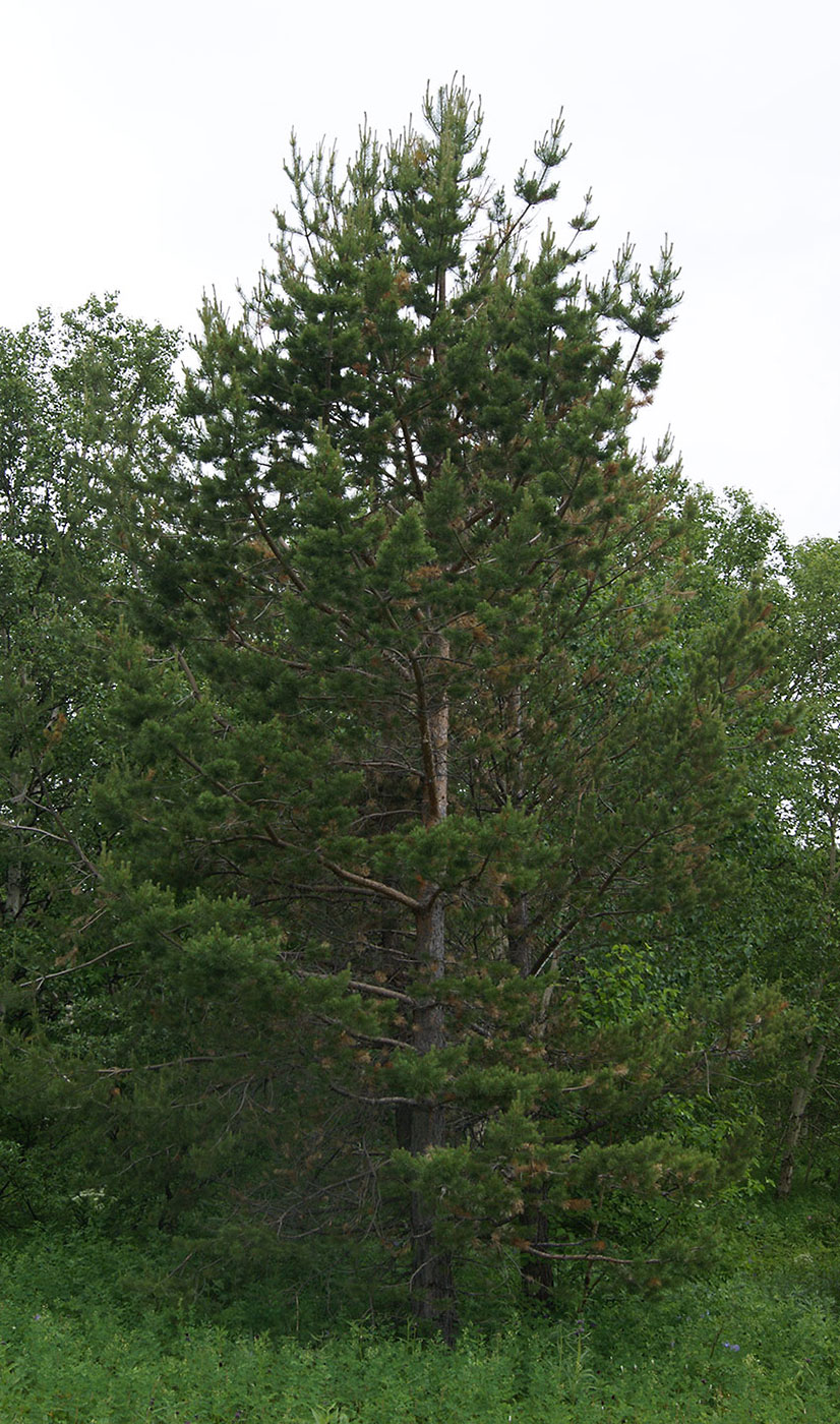 Изображение особи Pinus sylvestris.