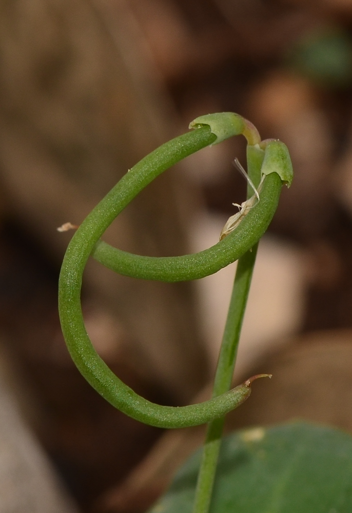 Изображение особи Coronilla scorpioides.