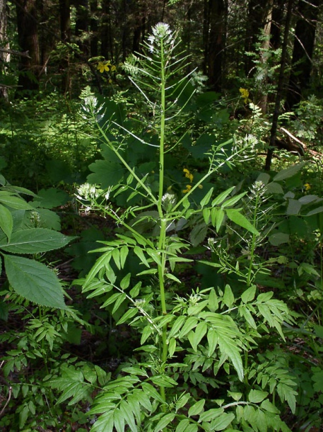 Изображение особи Cardamine impatiens.