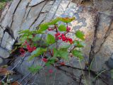 Ribes glabrum