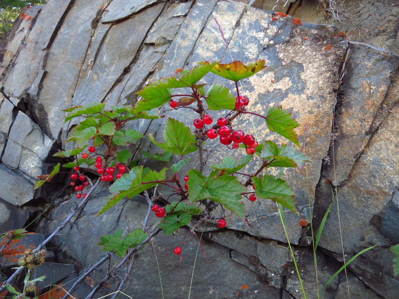 Image of Ribes glabrum specimen.