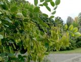 Dalbergia hupeana. Верхушка плодоносящей ветви. Краснодарский край, Сочи, Дендрарий. 23.09.2016.