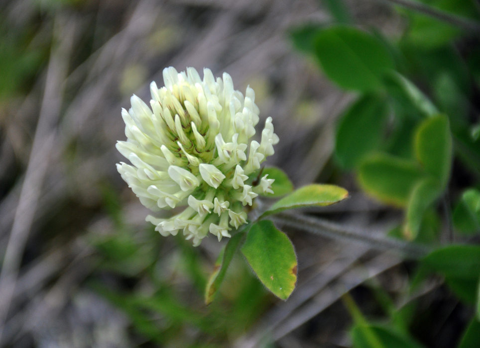 Image of Trifolium canescens specimen.