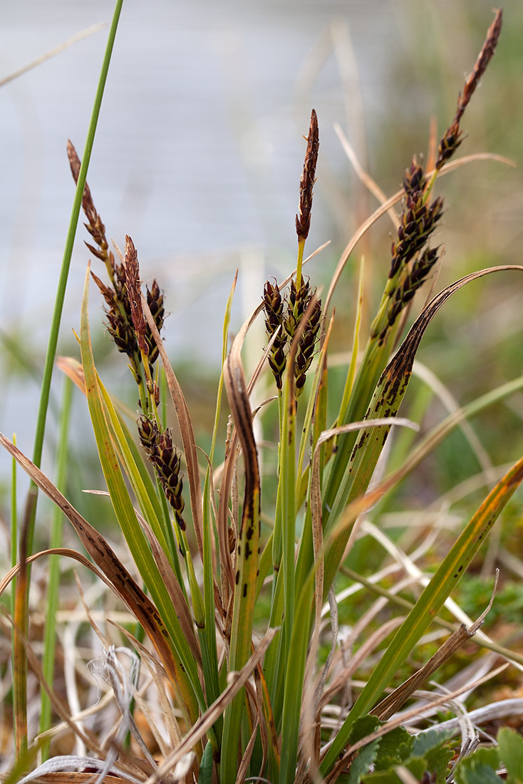 Изображение особи Carex bigelowii.