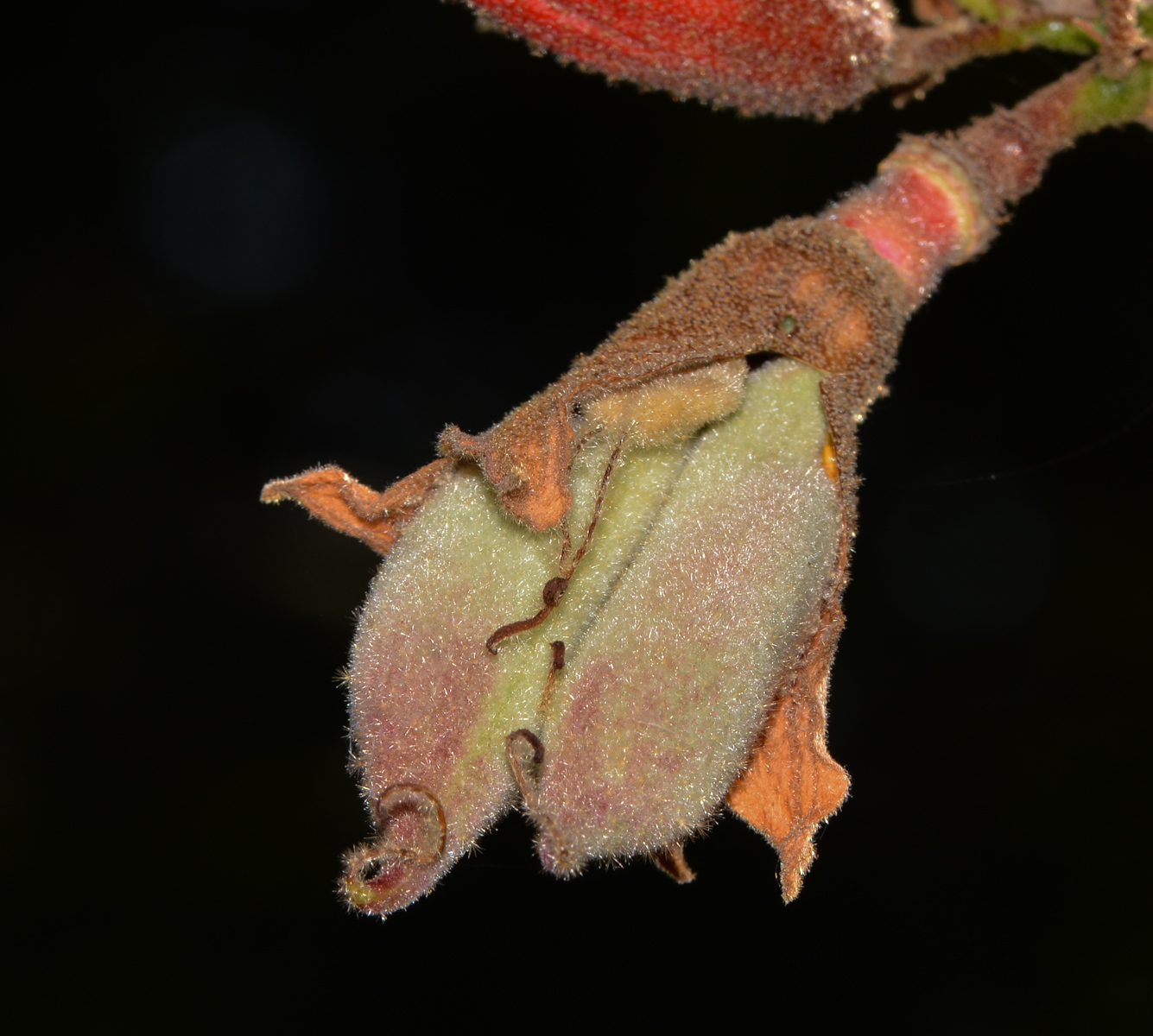 Image of Brachychiton bidwillii specimen.