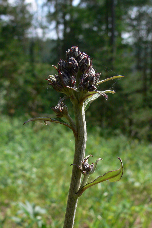 Изображение особи Saussurea controversa.