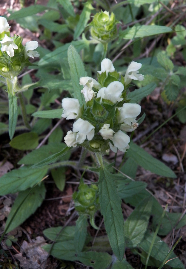 Image of Prunella laciniata specimen.