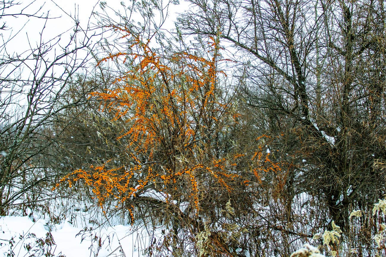 Image of Hippophae rhamnoides specimen.