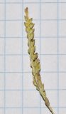 Paspalidium geminatum. Часть отцветающего соцветия. Израиль, долина Геннисаретского озера, дельта нахаль Амуд. 22.01.2015.