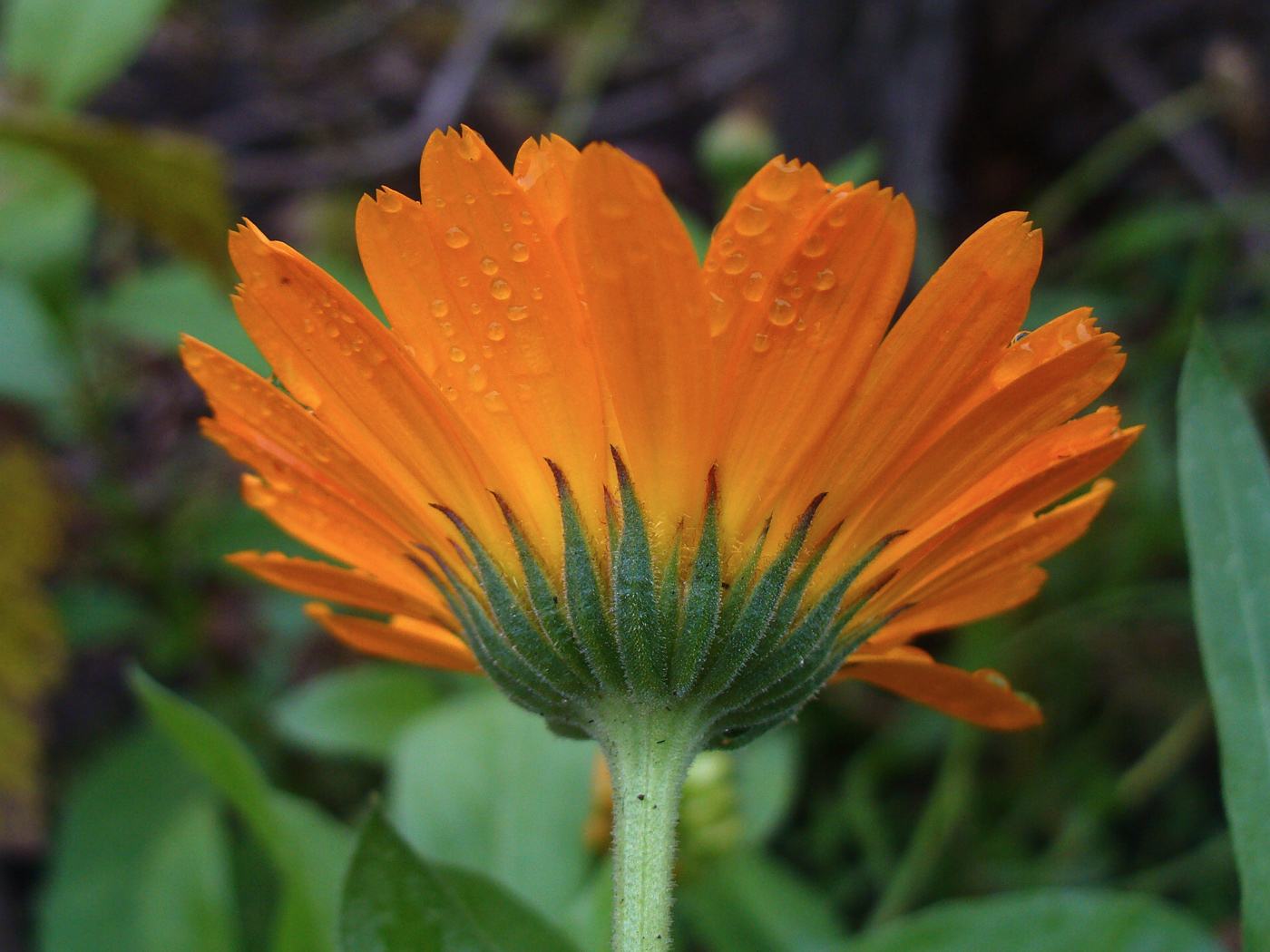 Image of Calendula officinalis specimen.