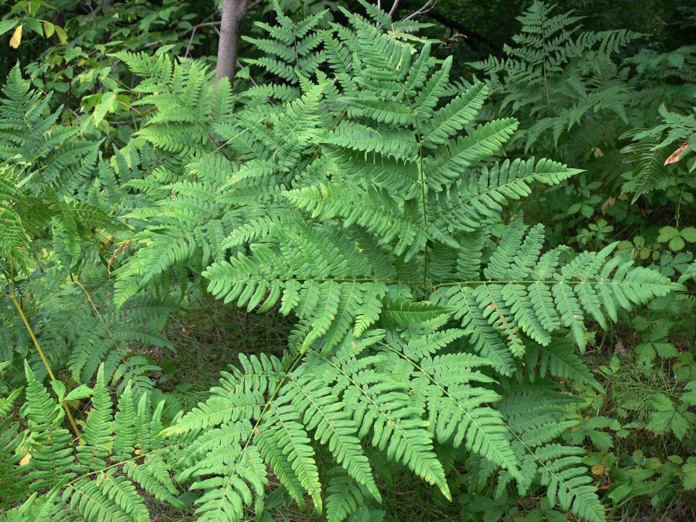 Изображение особи Pteridium pinetorum ssp. sibiricum.