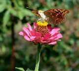 Zinnia elegans