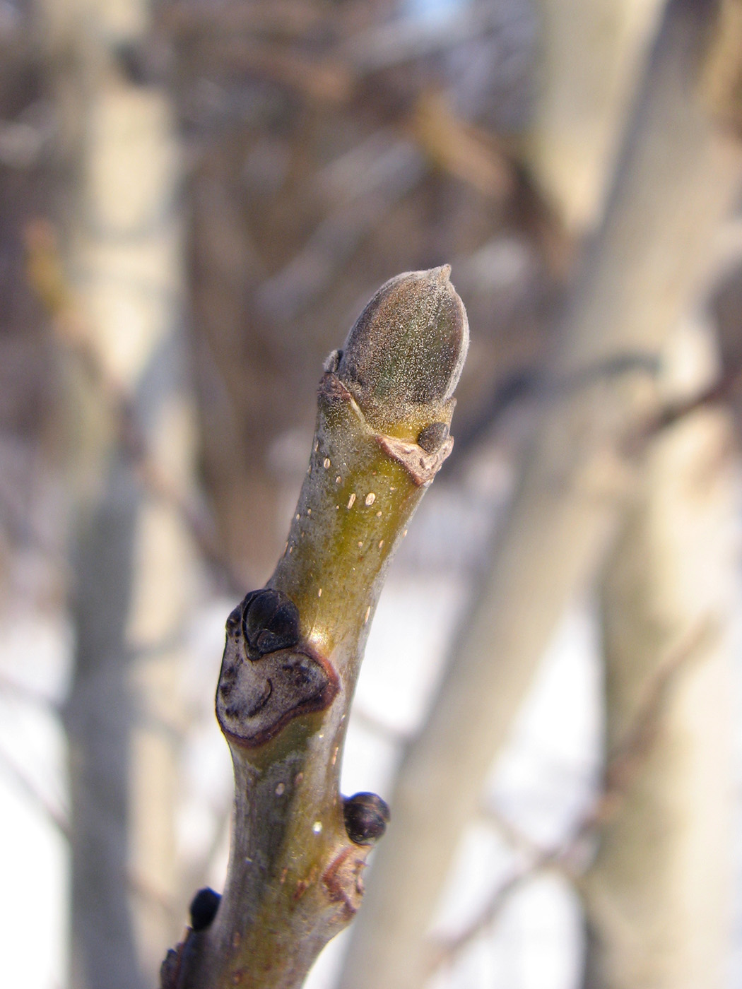 Image of Juglans regia specimen.
