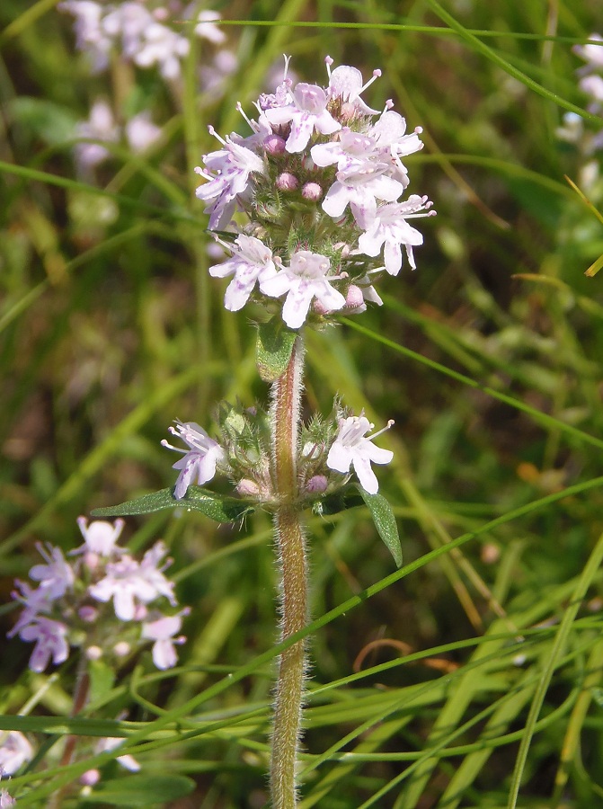 Изображение особи Thymus &times; tschernjajevii.