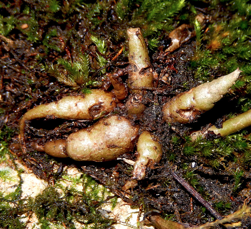 Image of Hylotelephium caucasicum specimen.